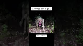 Asli Bhoot 👀💀 satnavasishailreacts comedy [upl. by Mariska308]