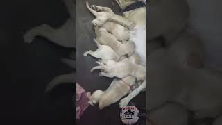 Double Bone lab puppys available pets muralipet dog [upl. by Gwendolin]