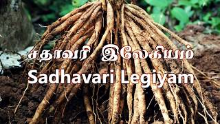 Sadhavari Legiyam சதாவரி இலேகியம் Part 12  Preparation and Uses Tamil [upl. by Jilly]