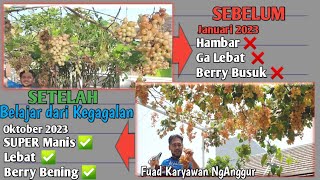 Belajar dari Kegagalan Tanam Anggur 》Perawatan anggur berbuah lebat sampai panen anggurimport [upl. by Engleman]