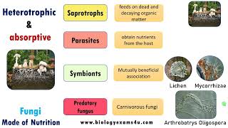 Mode of Nutrition in Fungi Saprophytic Parasitic Symbiotic and Predatory biologyexams4u fungi [upl. by Wadlinger231]