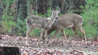 Deer at Fairystone near Philpott Lake Virginia 23 March 2024 [upl. by Schaper473]