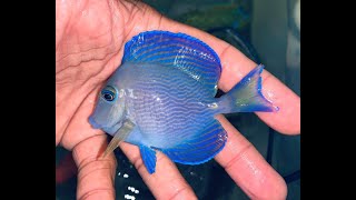 Atlantic Blue Tangs [upl. by Carlo]