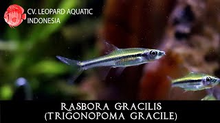 Trigonopoma gracile The Slender Rasbora GRACILIS Leopard Aquatic T026A [upl. by Gnoy]