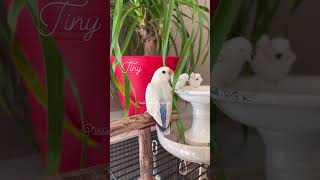 Beautiful white lovebird 🩵 pallid ino birds parrot birdslover peachfacedlovebirds viralvideo [upl. by Charbonneau]