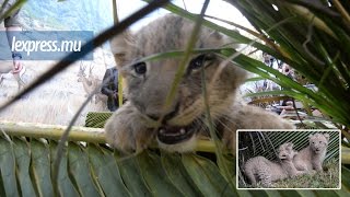 Casela rencontre avec des bébés lions [upl. by Drofiar601]