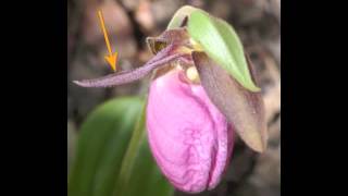 Plant portrait  Pink ladys slipper Cypripedium acaule [upl. by Feigin575]