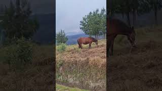 Estepa triste y calmada disfruta el mundoviralvideo travel video youtubeshorts nature love [upl. by Merari895]