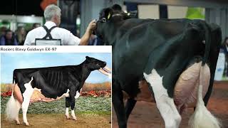 5Guys Blexy Black RaptorWinning Junior 3yr old Holstein at 2022 UK Dairy DayRosiers Blexy Goldwyn [upl. by Naujaj]