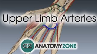 Upper Limb Arteries  Hand and Wrist  3D Anatomy Tutorial [upl. by Sulienroc651]