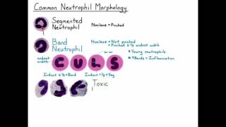 Neutrophil Morphology HD [upl. by Bertelli]