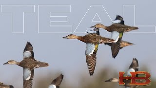 Teal Season  A kickoff to hunting season [upl. by Pals]