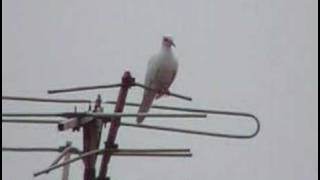 streptopelia senegalensis  white mutation [upl. by Paynter573]