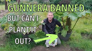 Gunnera Ban Explained MANICATA TINCTORIA CRYPTICA [upl. by Rodmun]