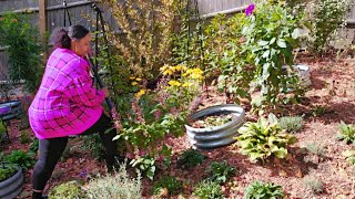 Red Riding Hood Penstemon  Autumn Joy Sedum  Solar Flare Kniphofia  Lets Plant🌞 garden [upl. by Wootten205]