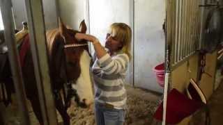 Horse Trainer behind the scenes [upl. by Modern]