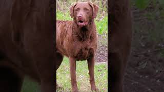 Meet Chesapeake Bay Retriever  The Ultimate Water Loving Dog [upl. by Jak]