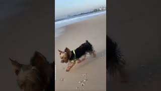 Cachorro na praia no RJ pode [upl. by Eniamaj611]