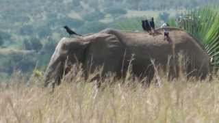 Murchison Falls National Park Uganda [upl. by Dinnage]