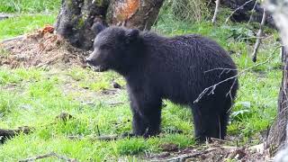 Grazer with her cub Brooks falls Alaska [upl. by Enelav480]