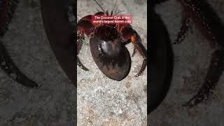 Coconut Crab World’s Largest Hermit Crab [upl. by Tsyhtema750]