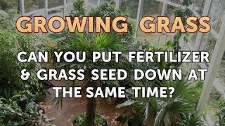 Can You Put Fertilizer amp Grass Seed Down at the Same Time [upl. by Wojak]