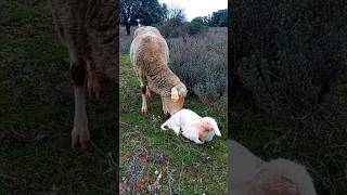 🐑🐑🐺 Salvamos a este cordero recién nacido y a su madre de ser devorado por el lobo viral shorts [upl. by Eetnwahs]