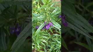 Angelonia angustifolia flowers ornamental [upl. by Johannessen]