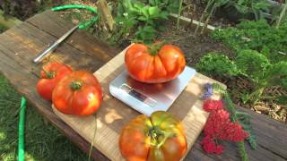 The Rusted Garden Large Beefsteak Tomato Weigh In 2 Pounds Anyone  TRG 2014 [upl. by Desimone]