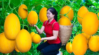 Harvesting cantaloupe amp Goes To Market Sell  Gardening And Cooking  Lý Tiểu Vân [upl. by Foushee]