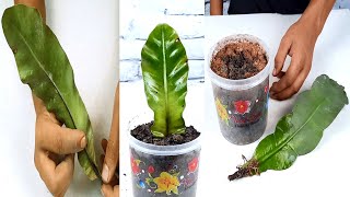 How to propagate Bird’s nest fern plant from single leaf [upl. by Duck]