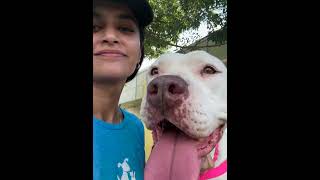 Nikkei A914918 austinanimalcenter americanpitbullterrier [upl. by Horne]