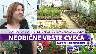 Rasadnik Cveća Ružica  od hobija do profesionalnog bavljenja cvećem [upl. by Brandie]