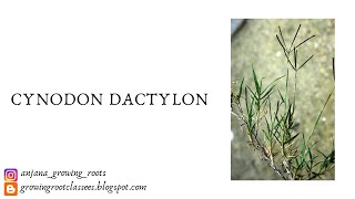 Cynodon dactylon  Ethnobotany  Malayalam Explanation  Medicinal Properties Of Cynodon Dactylon [upl. by Strenta]