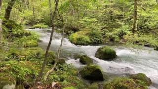 Oirase Gorge mountain stream Aomori Japan [upl. by Muryh]