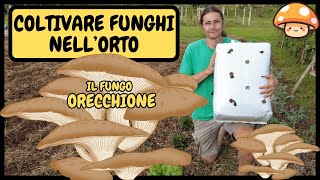 🍄 Come COLTIVARE FUNGHI in CASAORTOGIARDINO Pleurotus ostreatus 🍄  Tutorial Balla di funghi [upl. by Yeneffit304]