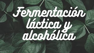 Fermentación Láctica y Alcohólica [upl. by Onaivatco]