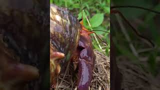 Kelomang Coenobita Perlatus dengan Cangkang Turbo sazae  Relaxing Video  Crabpedia [upl. by Milde510]