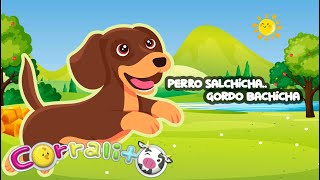 Perro Salchicha Gordo Bachicha  CORRALITO INFANTIL [upl. by Gnort797]