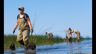 Bullrush Restoration in Wabamun Lake [upl. by Enimrac800]