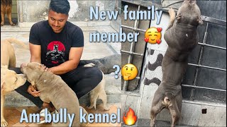 American bully kennel pe gyea ❤️ new dog le aaye 🔥 [upl. by Aikmat753]