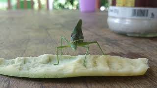 Katydid eating mango [upl. by Ellicott402]