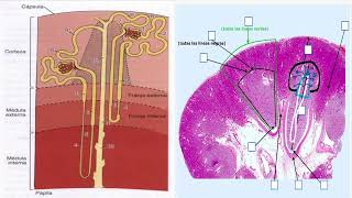 renal 1 [upl. by Celik]