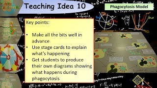 A Level Biology Modelling Phagocytosis Teaching Activity [upl. by Myra604]