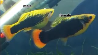 How to tell platy fish gender and how platies mate how platys fish breed [upl. by Paine]