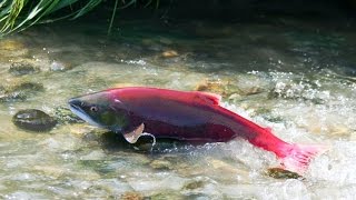 Best Wild Life Documentary  Salmon [upl. by Desmond948]