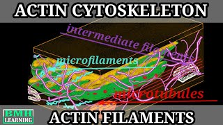 Cytoskeleton  Microtubules  Intermediate Filaments  Microfilaments [upl. by Kwei379]