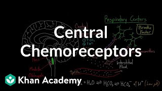 Central chemoreceptors  Respiratory system physiology  NCLEXRN  Khan Academy [upl. by Jarrett]