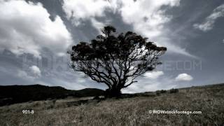 Timelapse of clouds passing and casting shadows over pohutukawa tree in field  New Zealand [upl. by Beau]