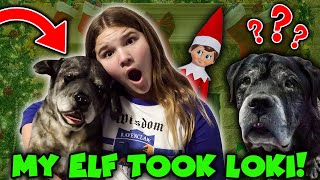 Elf On The Shelf Turned Our Dog Into A STUFFED ANIMAL Best Of The Elf On The Shelf [upl. by Inaflahk]